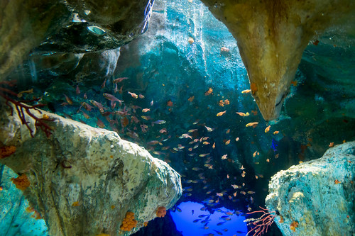 Aquarium-16