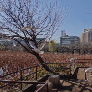 ueno-bird