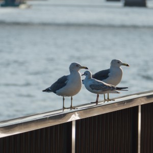 Le rebel de la famille