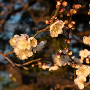 Eclosion des pruniers