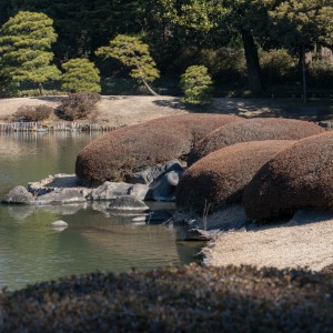 Le debarquement des buissons